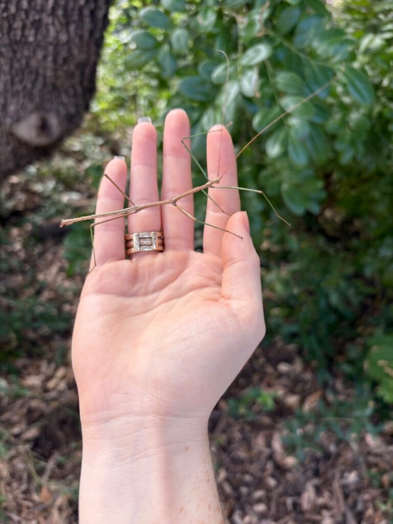 picture of someone's hand with a walking stick bug